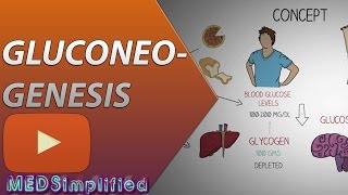 Gluconeogenesis Pathway Made Simple  BIOCHEMISTERY [upl. by Clower7]