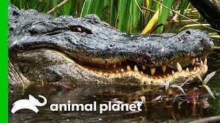 Catching A Massive Gator In A Mississippi Swamp  Gator Boys [upl. by Besse]