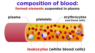 Hemoglobin Normal High Low Levels Causes amp Symptoms [upl. by Sucerdor]