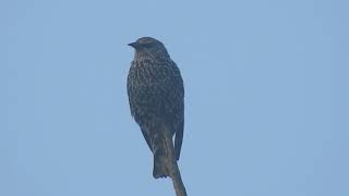 Un étourneau sansonnet  Common Starling [upl. by Hen]