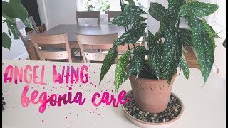 Angel Wing Begonia Care [upl. by Annayad]