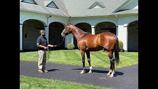 MyRacehorse quotBreeding Shedquot [upl. by Malan]