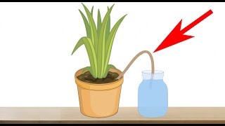 5 Genius Ways to Water Your Plants When You are Away on Vacation  Indoor Plants Automatic Watering [upl. by Seaden]