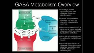 LTheanine and GABA Supplementation [upl. by Schuyler71]