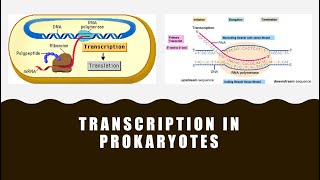 Transcription in Prokaryotes [upl. by Rojam111]