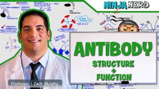 Immunology  Antibody Structure amp Function [upl. by Ribble]