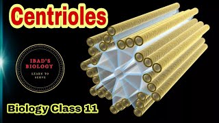 Centrioles  Cell structure and functions  Ibad Biology [upl. by Cohleen]