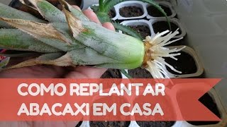 Como plantar abacaxi em casa  Método mais fácil [upl. by Gusella94]