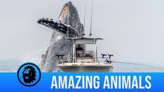 The Best Whale Breaches Caught On Camera  But Why Do They Breach [upl. by Surtimed]