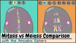 Mitosis vs Meiosis Side by Side Comparison [upl. by Aem852]