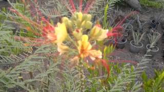 Caesalpinia gilliesii Rare unusual exotic hardy seeds for the garden greenhouse amp conservatory [upl. by Patti926]