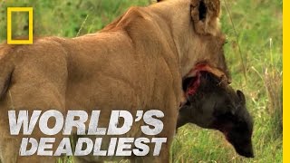 Lions vs Warthog  Worlds Deadliest [upl. by Candyce]